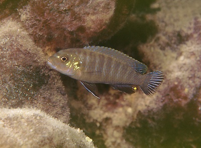 Pseudotropheus perspicax 'Chirwa Island'